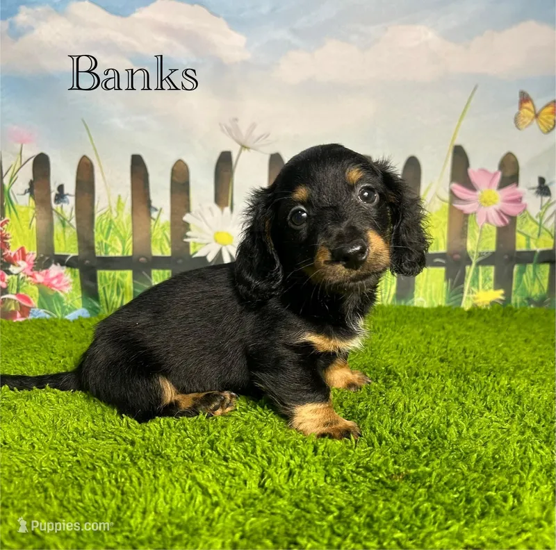 AKC Banks – Miniature Dachshund puppy for sale in Bonne Terre, MO