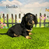AKC Banks, a male Miniature Dachshund for sale in Bonne Terre, MO – 5 of 10