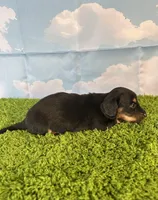 AKC Banks, a male Miniature Dachshund for sale in Bonne Terre, MO – Photo 5 of 9