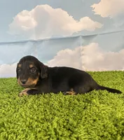 AKC Banks, a male Miniature Dachshund for sale in Bonne Terre, MO – Photo 4 of 9