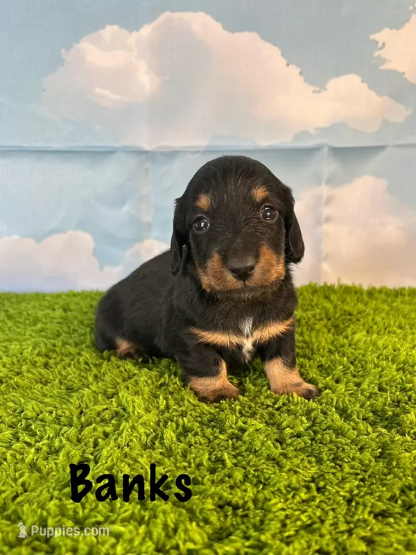 AKC Banks – Miniature Dachshund puppy for sale in Bonne Terre, MO