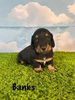 AKC Banks, a male Miniature Dachshund for sale in Bonne Terre, MO – Photo 1 of 9