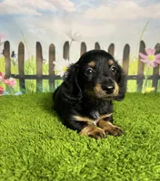 AKC Banks, a male Miniature Dachshund for sale in Bonne Terre, MO – 8 of 10