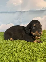 AKC Banks, a male Miniature Dachshund for sale in Bonne Terre, MO – Photo 2 of 9