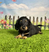 AKC Banks, a male Miniature Dachshund for sale in Bonne Terre, MO – 7 of 10