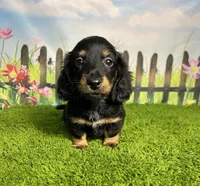AKC Banks, a male Miniature Dachshund for sale in Bonne Terre, MO – 6 of 10
