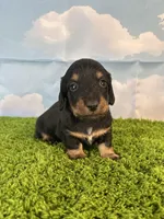 AKC Banks, a male Miniature Dachshund for sale in Bonne Terre, MO – Photo 6 of 9