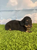 AKC Banks, a male Miniature Dachshund for sale in Bonne Terre, MO – Photo 7 of 9