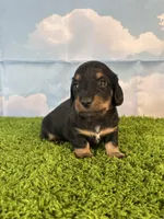 AKC Banks, a male Miniature Dachshund for sale in Bonne Terre, MO – Photo 3 of 9