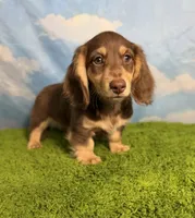 AKC Snickers, a male Miniature Dachshund for sale in Bonne Terre, MO – 4 of 10