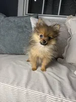 AKC Teddy, a male Pomeranian for sale in Bonne Terre, MO – Photo 2 of 10