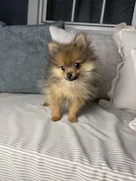 AKC Teddy, a male Pomeranian for sale in Bonne Terre, MO – Photo 3 of 10