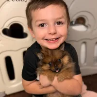 AKC Teddy, a male Pomeranian for sale in Bonne Terre, MO – Photo 5 of 10