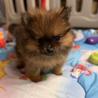 AKC Teddy, a male Pomeranian for sale in Bonne Terre, MO – Photo 6 of 10