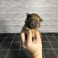 AKC Teddy, a male Pomeranian for sale in Bonne Terre, MO – Photo 8 of 10