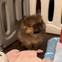 AKC Teddy, a male Pomeranian for sale in Bonne Terre, MO – Photo 7 of 10