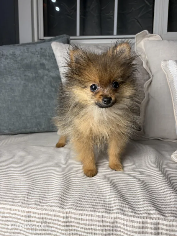 AKC Teddy – Pomeranian puppy for sale in Bonne Terre, MO
