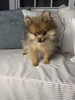 AKC Teddy, a male Pomeranian for sale in Bonne Terre, MO – Photo 4 of 10