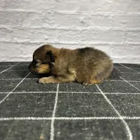 AKC Teddy, a male Pomeranian for sale in Bonne Terre, MO – Photo 10 of 10