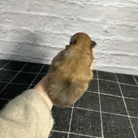 AKC Teddy, a male Pomeranian for sale in Bonne Terre, MO – Photo 9 of 10