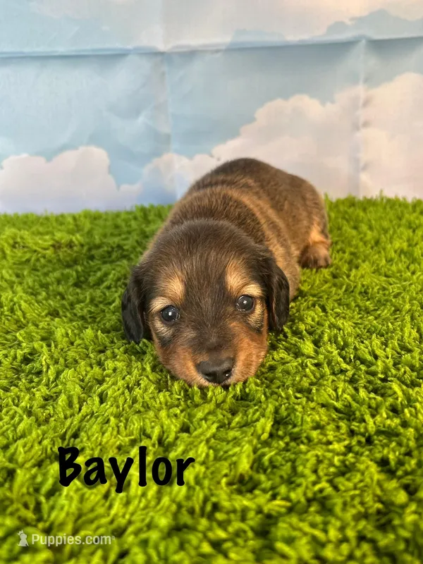 AKC Baylor  – Miniature Dachshund puppy for sale in Bonne Terre, MO