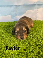 AKC Baylor , a male Miniature Dachshund for sale in Bonne Terre, MO – Photo 1 of 10