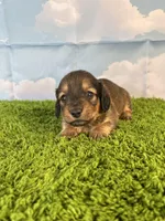 AKC Baylor , a male Miniature Dachshund for sale in Bonne Terre, MO – Photo 2 of 10