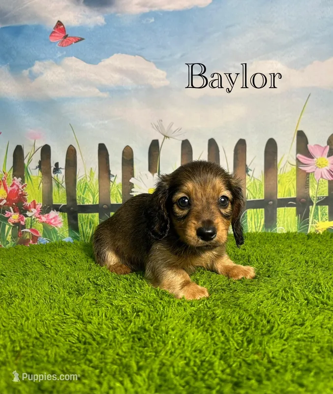 AKC Baylor  – Miniature Dachshund puppy for sale in Bonne Terre, MO