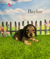 AKC Baylor , a male Miniature Dachshund for sale in Bonne Terre, MO – 1 of 10
