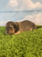 AKC Baylor , a male Miniature Dachshund for sale in Bonne Terre, MO – Photo 3 of 10