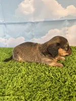 AKC Baylor , a male Miniature Dachshund for sale in Bonne Terre, MO – Photo 7 of 10