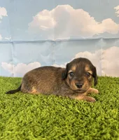 AKC Baylor , a male Miniature Dachshund for sale in Bonne Terre, MO – Photo 4 of 10