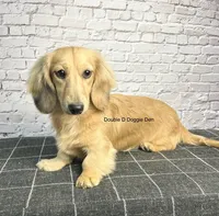 AKC Baylor , a male Miniature Dachshund for sale in Bonne Terre, MO – Photo 10 of 10