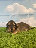 AKC Baylor , a male Miniature Dachshund for sale in Bonne Terre, MO – Photo 8 of 10
