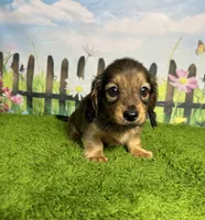AKC Baylor , a male Miniature Dachshund for sale in Bonne Terre, MO – 3 of 10