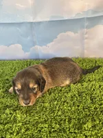 AKC Baylor , a male Miniature Dachshund for sale in Bonne Terre, MO – Photo 6 of 10