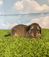 AKC Baylor , a male Miniature Dachshund for sale in Bonne Terre, MO – Photo 5 of 10