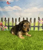 AKC Baylor , a male Miniature Dachshund for sale in Bonne Terre, MO – 2 of 10