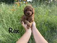 Rex, a male Poodle - Toy  for sale in Bonne Terre, MO – 1 of 8