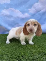 AKC Colter, a male Miniature Dachshund for sale in Bonne Terre, MO – 3 of 10