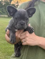 AKC Marlie, a female French Bulldog for sale in Bonne Terre, MO – 6 of 10