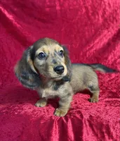 AKC Cannon, a male Miniature Dachshund for sale in Bonne Terre, MO – 4 of 10