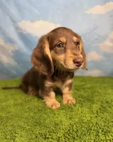AKC Snickers, a male Miniature Dachshund for sale in Bonne Terre, MO – 5 of 10
