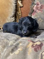 AKC Chloe , a female Miniature Dachshund for sale in Bonne Terre, MO – 7 of 8