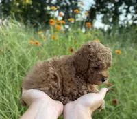 Rosie, a female Poodle - Toy  for sale in Bonne Terre, MO – 2 of 8