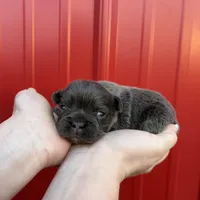 AKC Rocco , a male French Bulldog for sale in Bonne Terre, MO – Photo 9 of 9