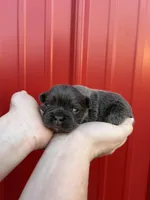 AKC Rocco , a male French Bulldog for sale in Bonne Terre, MO – Photo 4 of 6