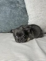 AKC Rocco , a male French Bulldog for sale in Bonne Terre, MO – Photo 2 of 9