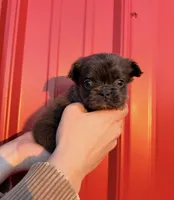 AKC Rocco , a male French Bulldog for sale in Bonne Terre, MO – Photo 6 of 9