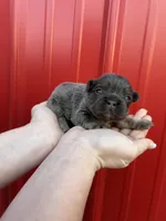 AKC Rocco , a male French Bulldog for sale in Bonne Terre, MO – Photo 3 of 6